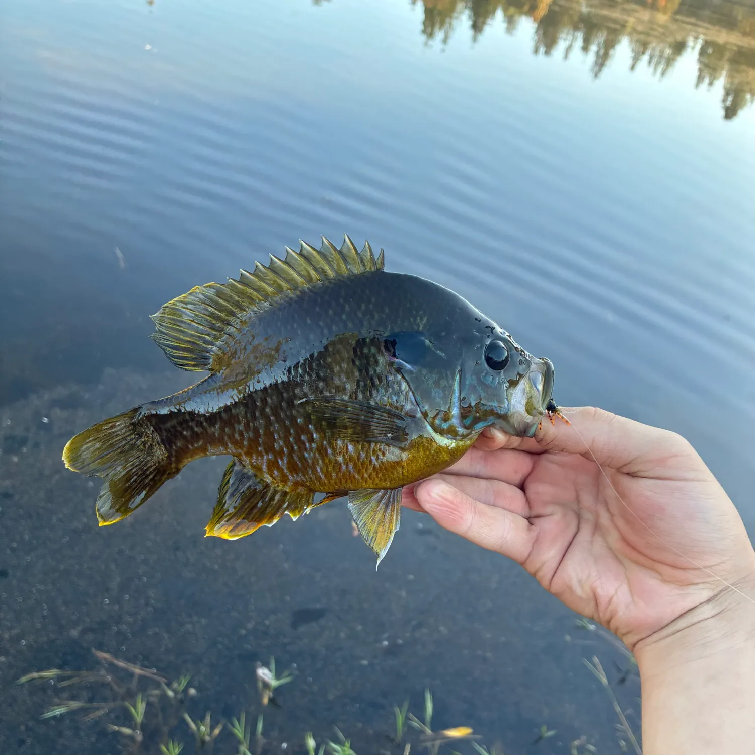 The most recent Greengill hybrid catches on Fishbrain