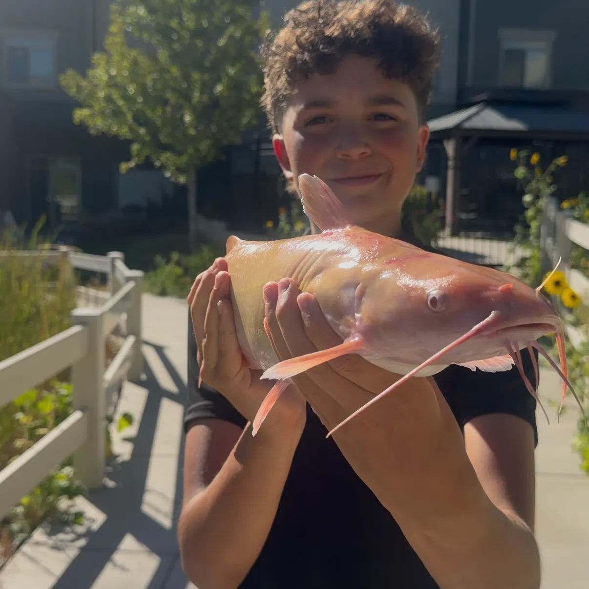 Channel catfish caught on Fishbrain