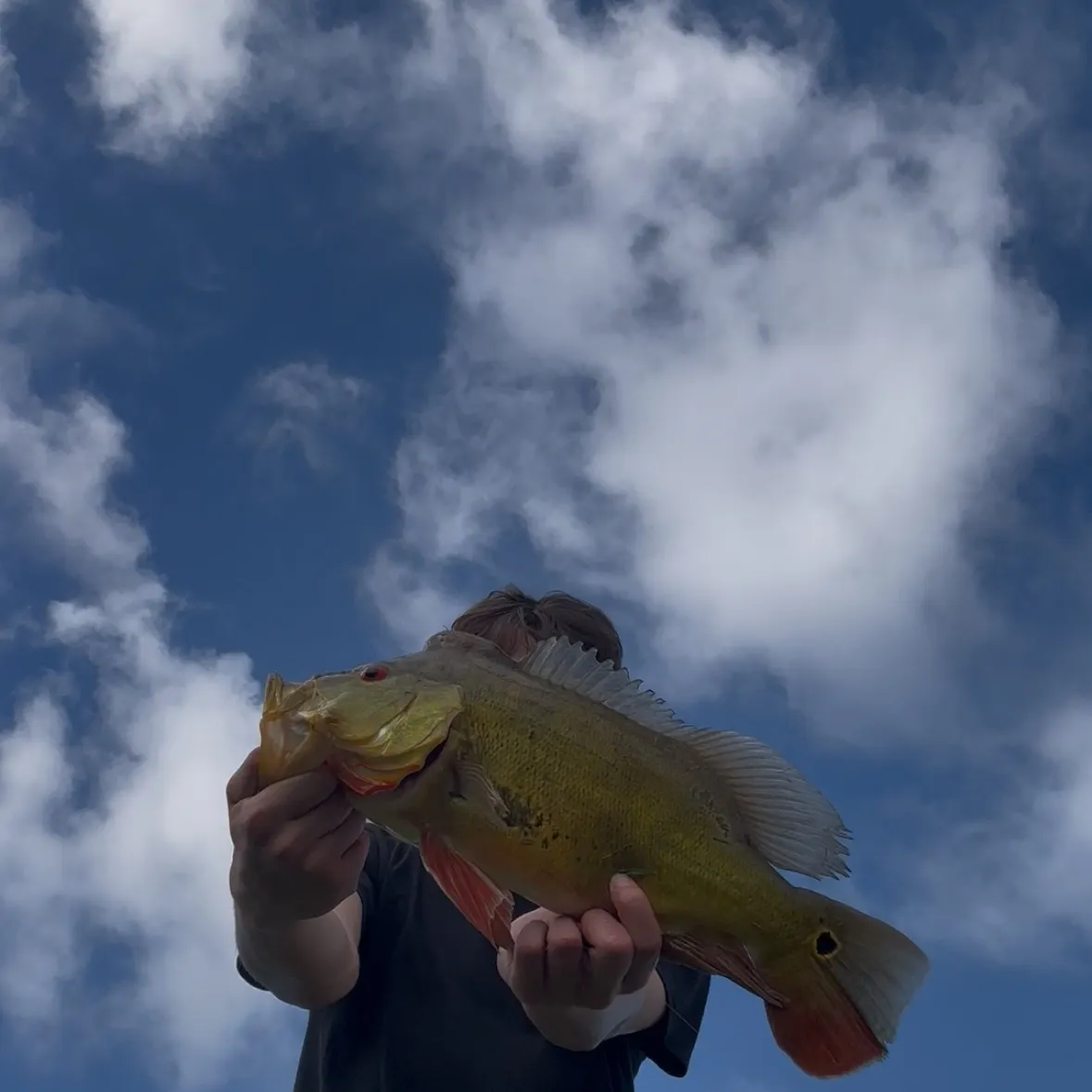 The most recent Butterfly peacock bass catches on Fishbrain