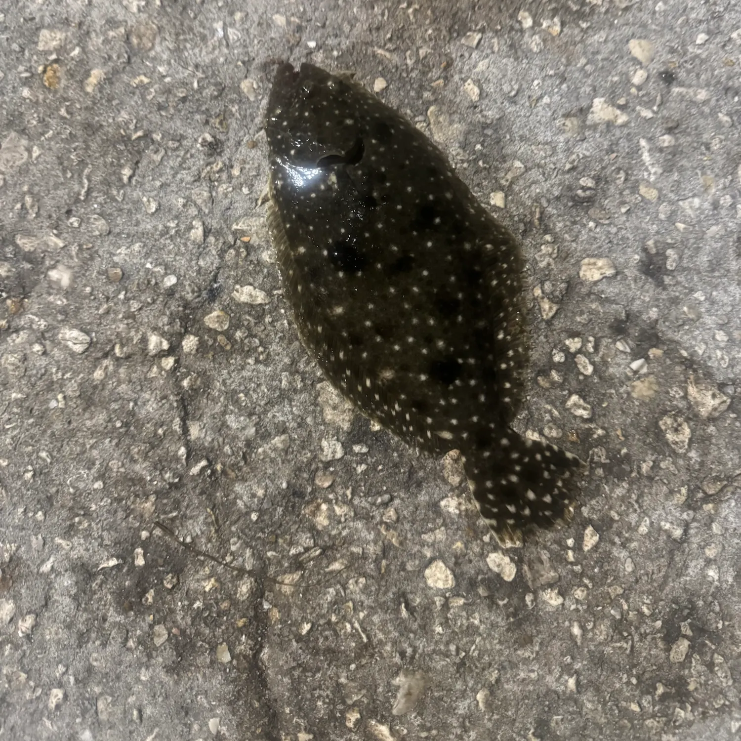 Summer flounder caught on Fishbrain