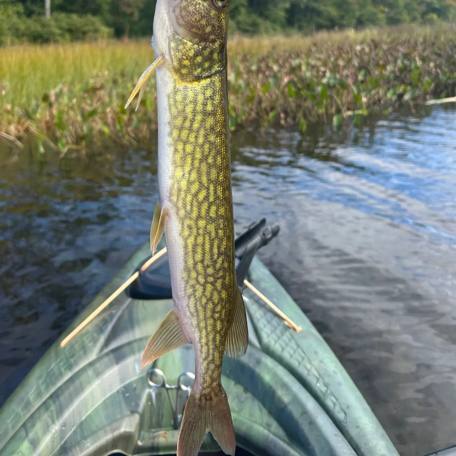 Chain pickerel caught on Fishbrain