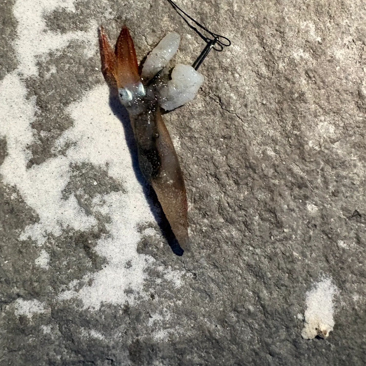 The most recent Bigfin reef squid catches on Fishbrain