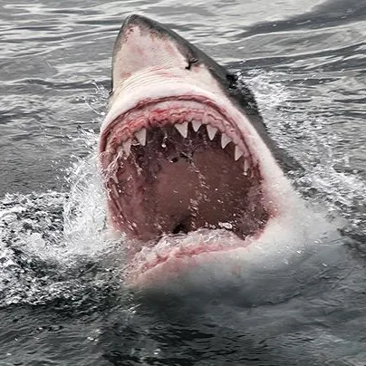 The most recent Great white shark catches on Fishbrain