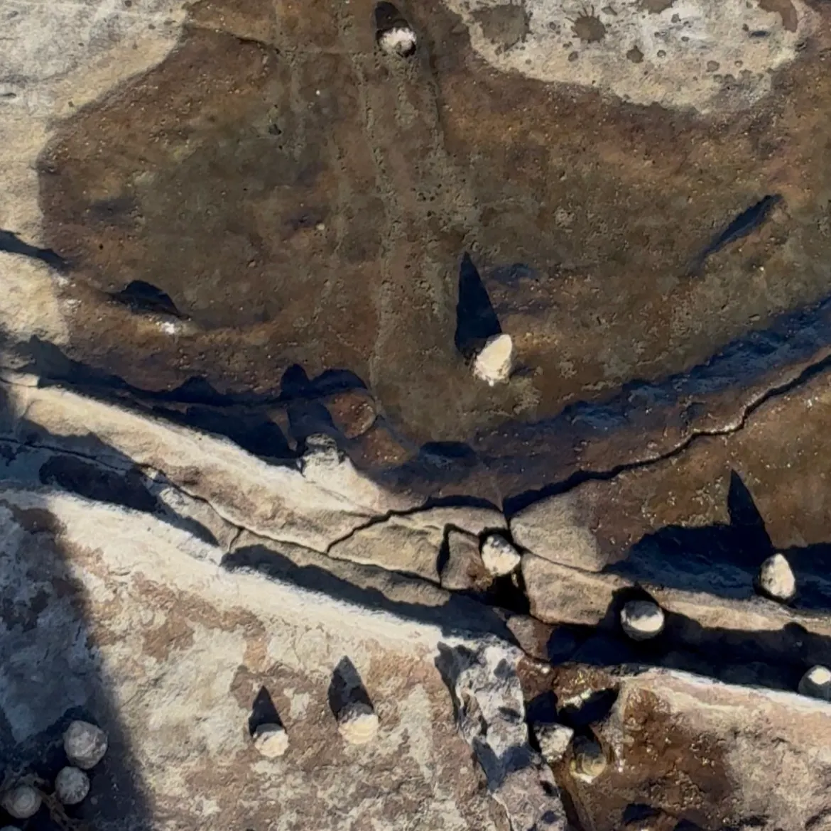 The most recent Half-smooth golden pufferfish catches on Fishbrain