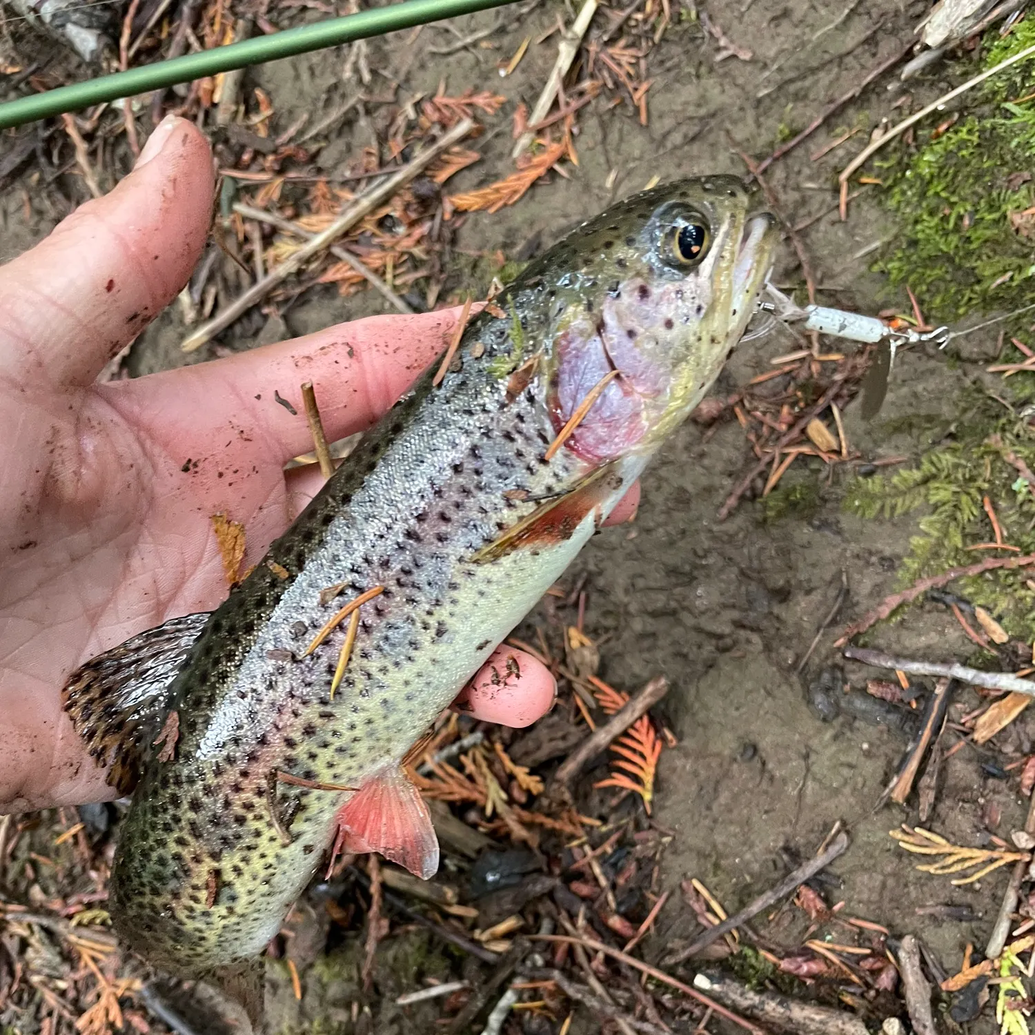 Cutbow caught on Fishbrain