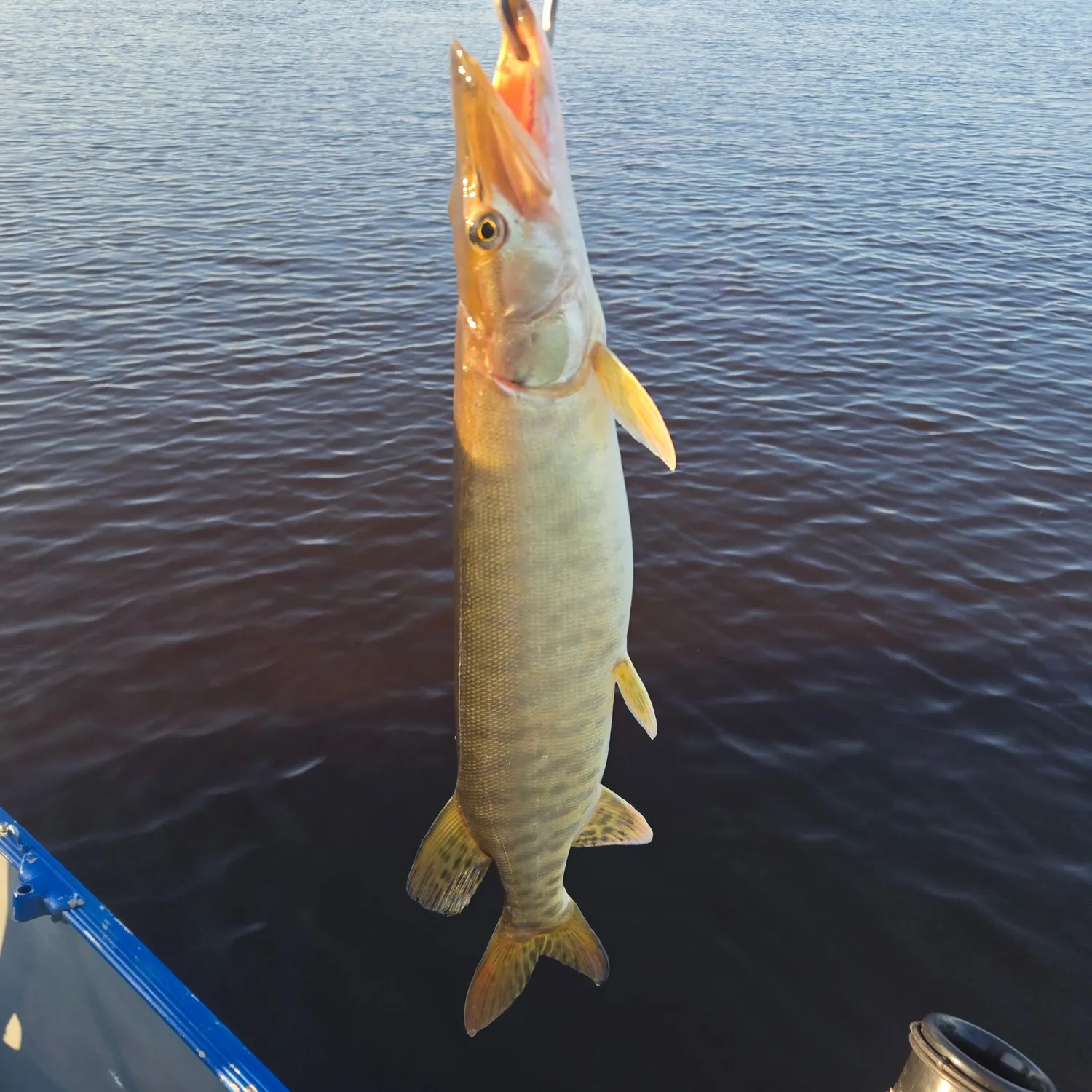 The most recent Muskellunge catches on Fishbrain