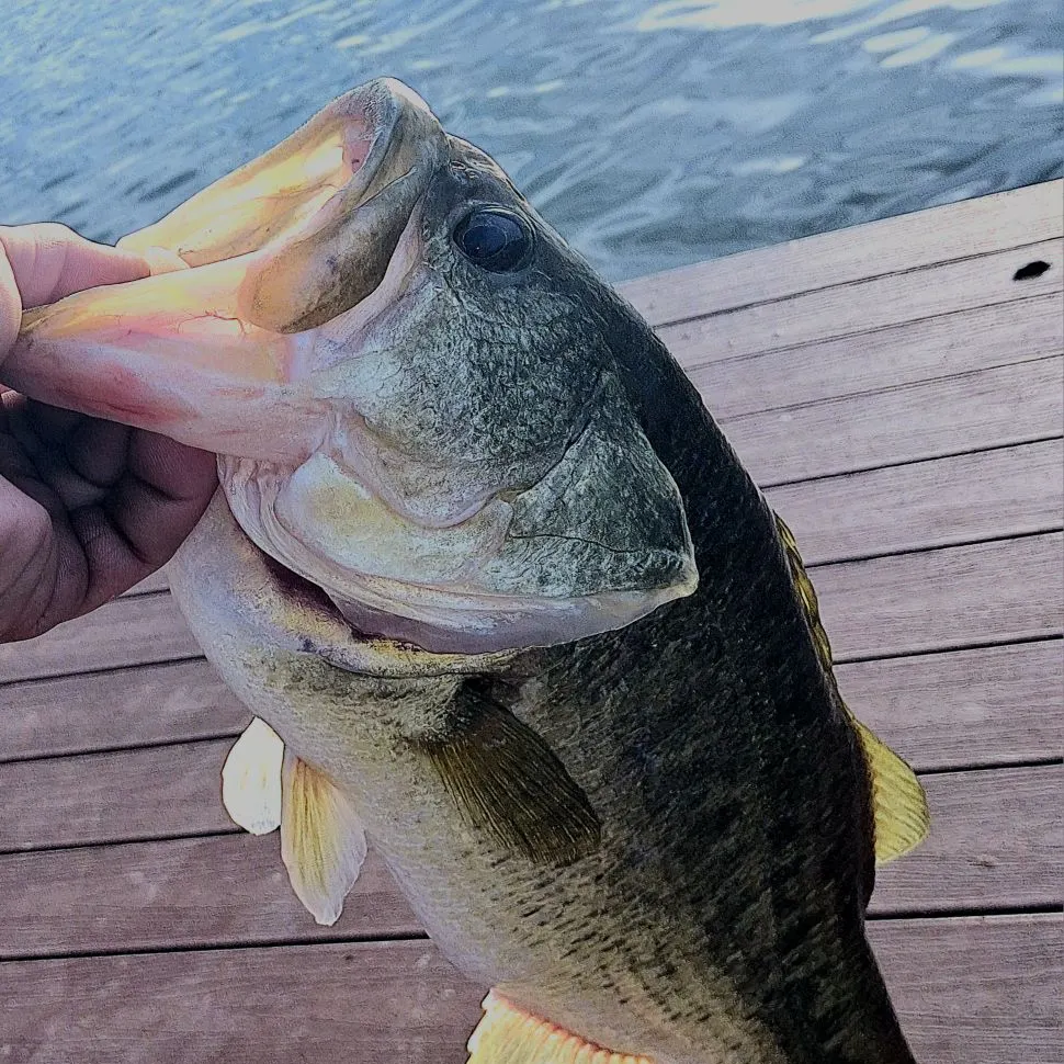 Largemouth bass caught on Fishbrain