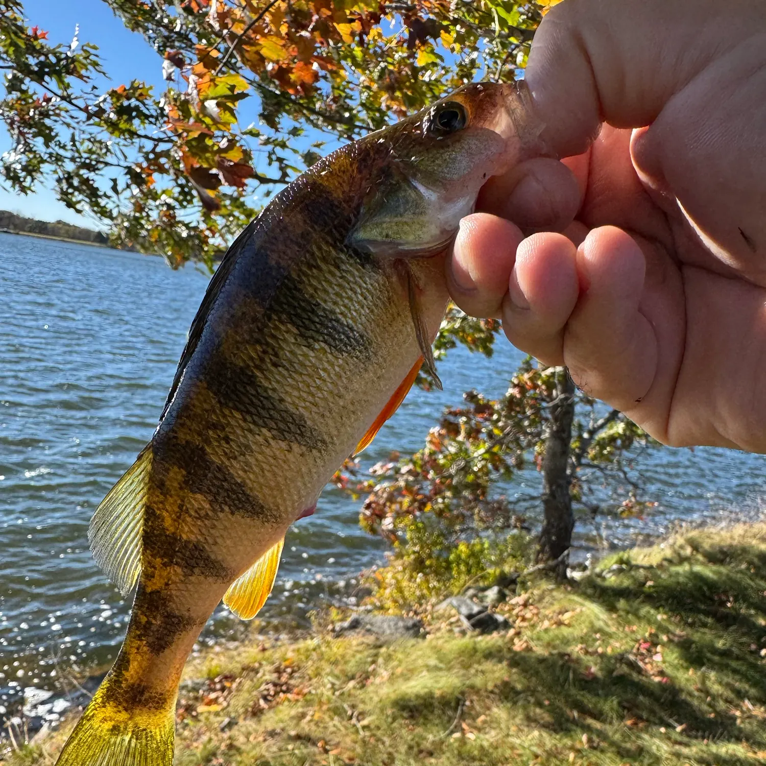 Yellow perch caught on Fishbrain