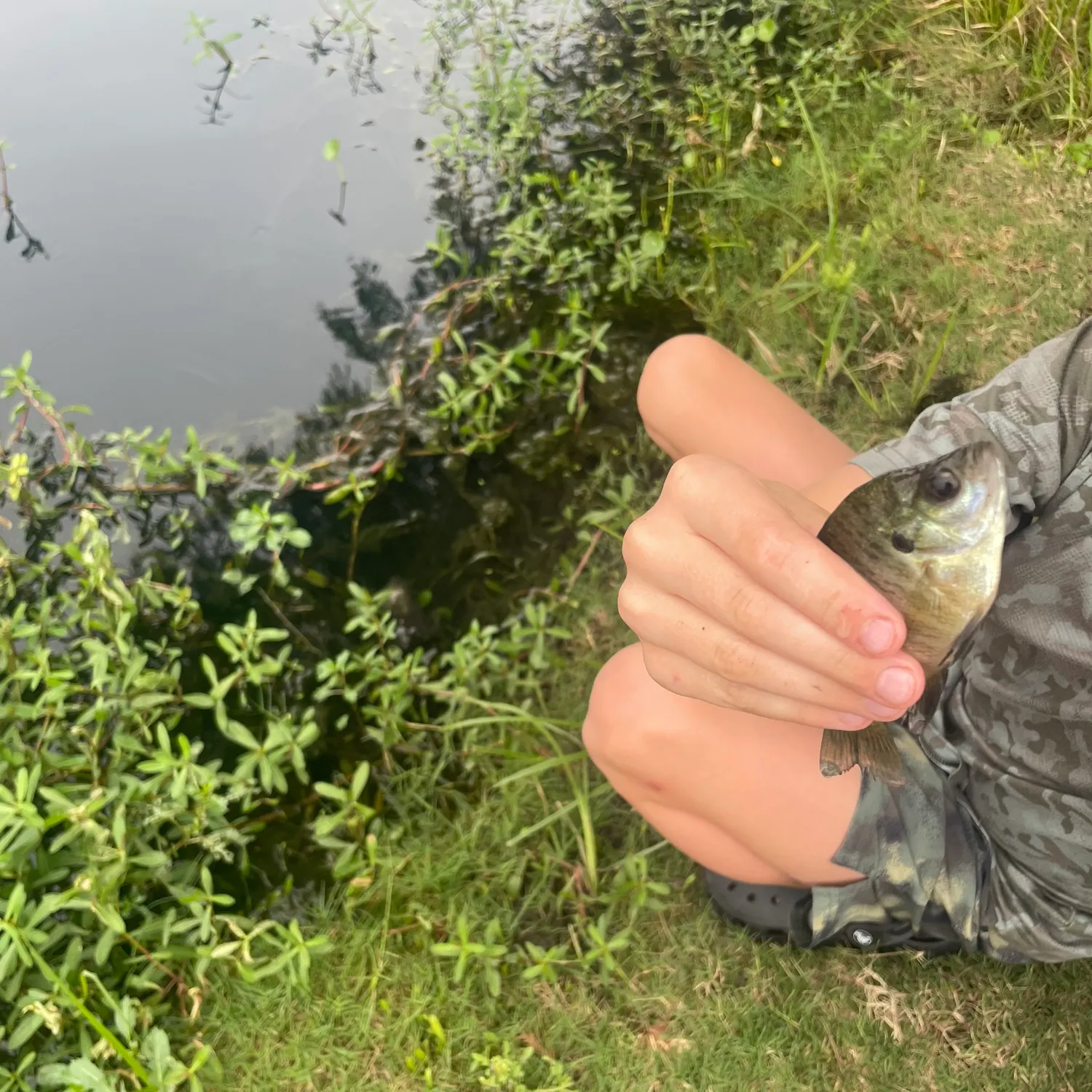 Bluegill caught on Fishbrain