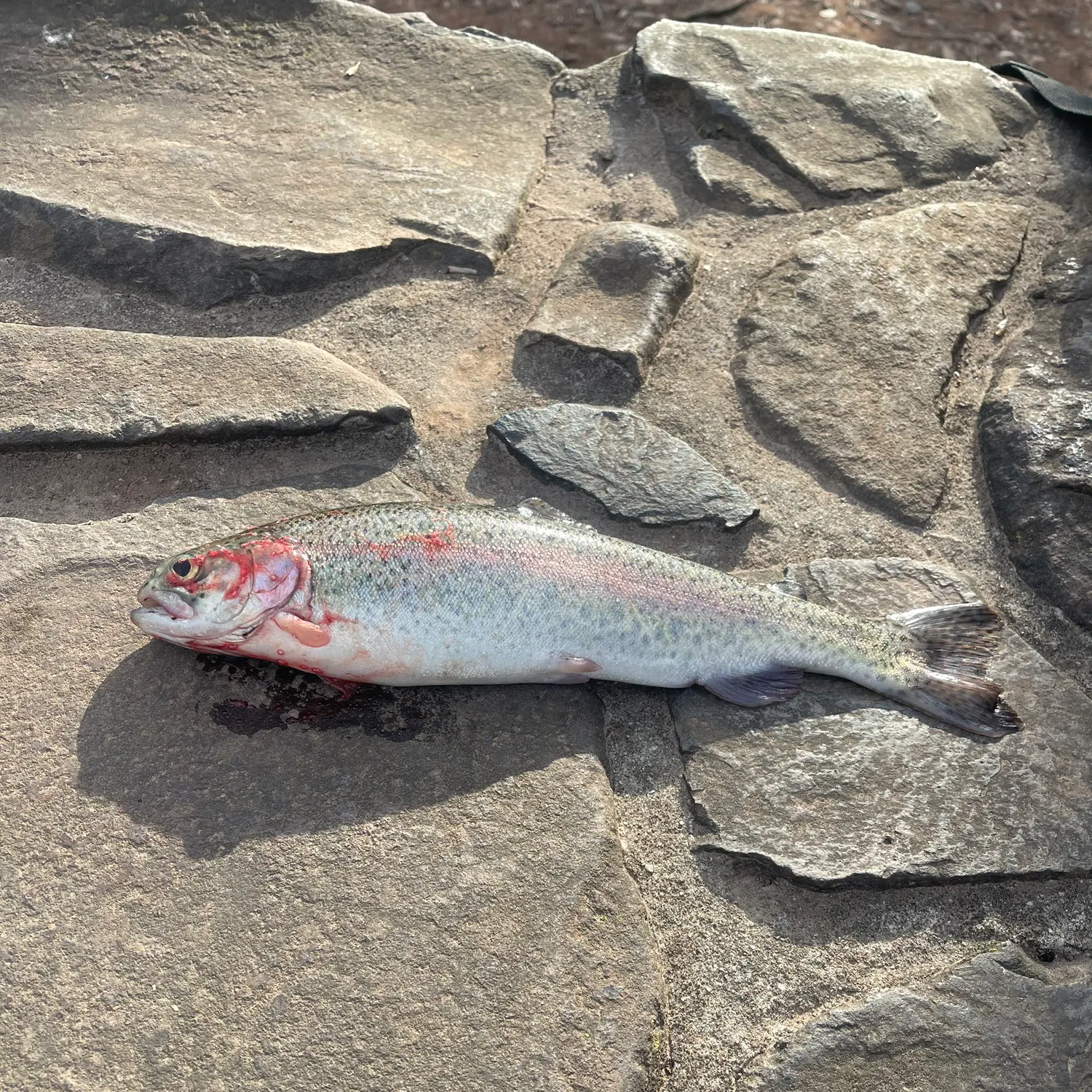Rainbow trout caught on Fishbrain