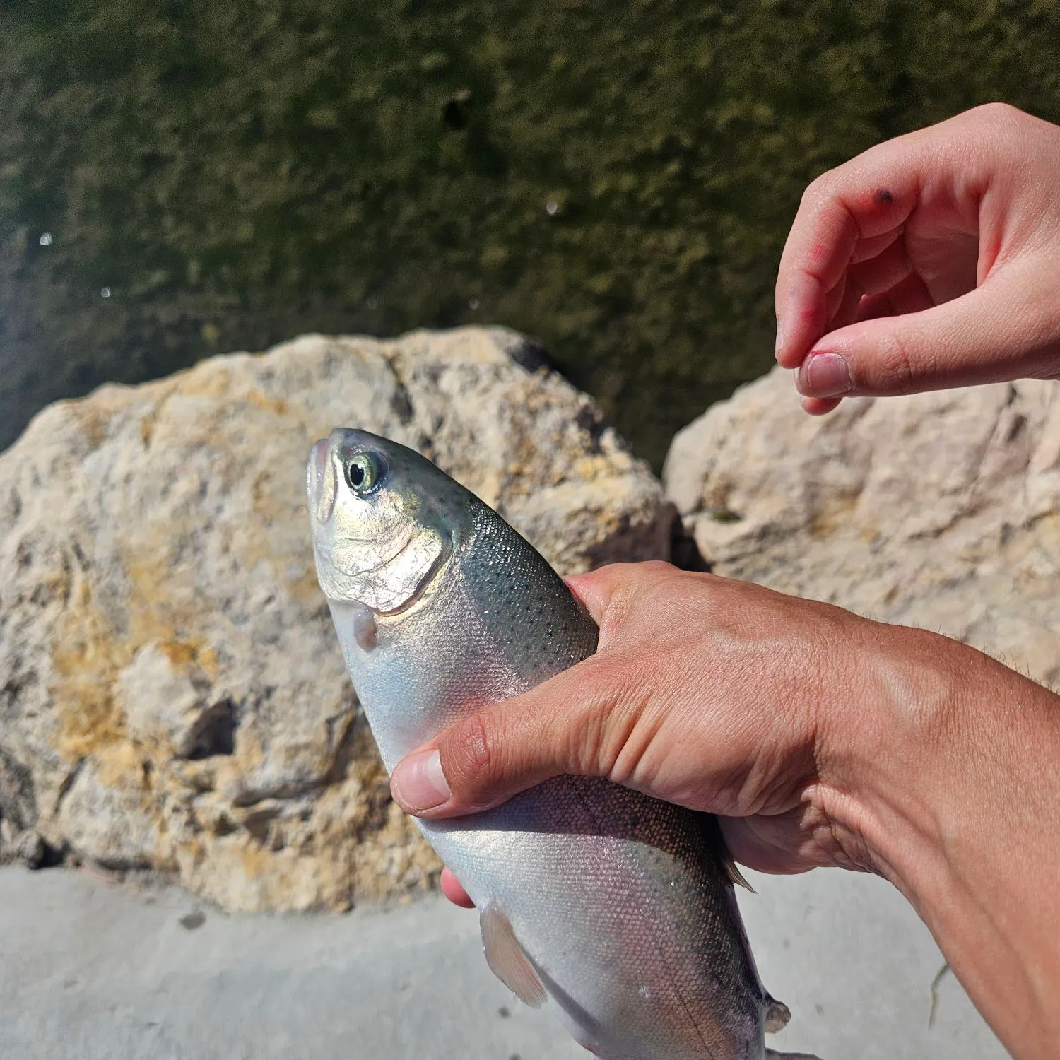 Rainbow trout caught on Fishbrain