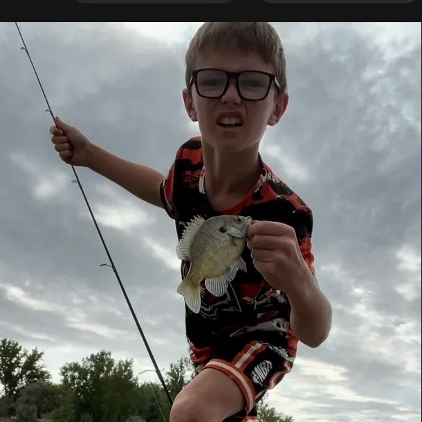 Bluegill caught on Fishbrain