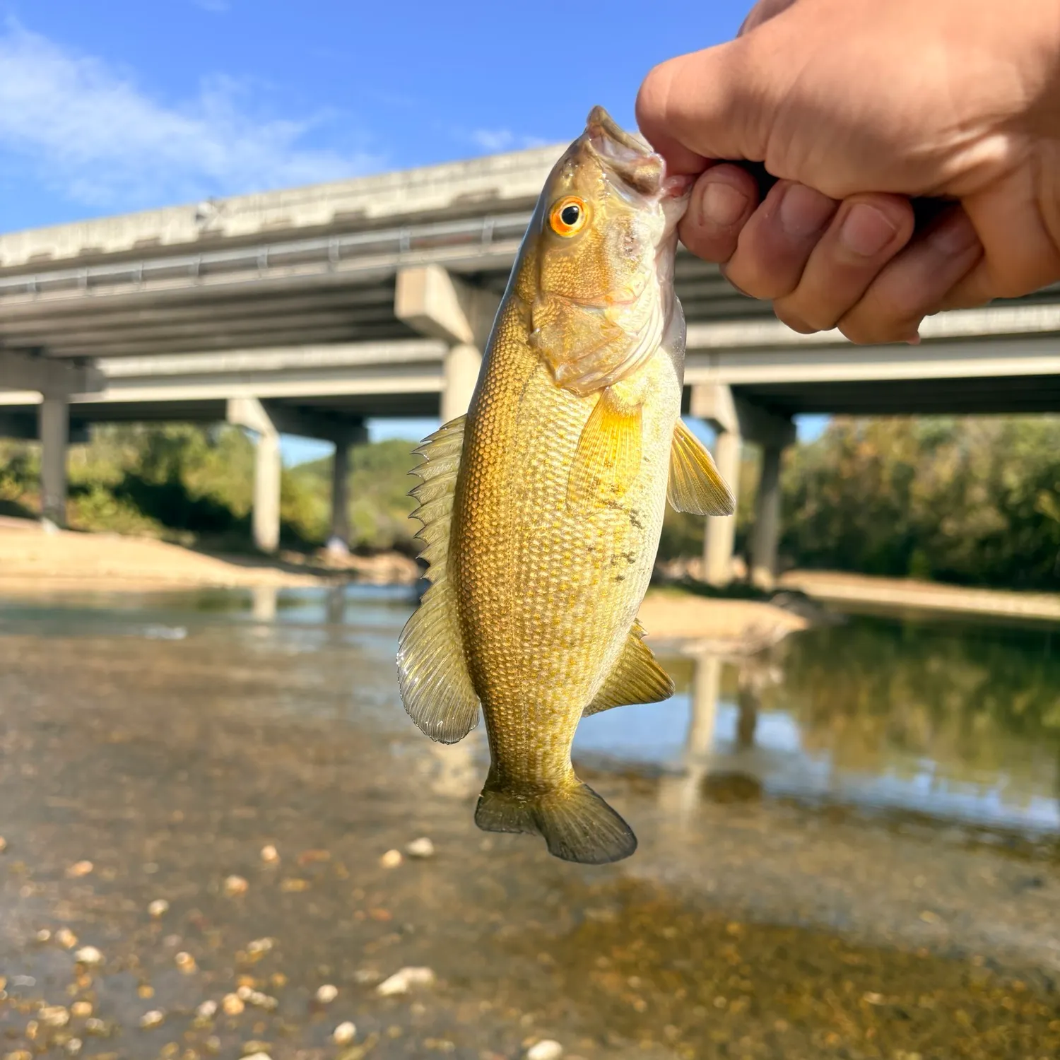 Smallmouth bass caught on Fishbrain