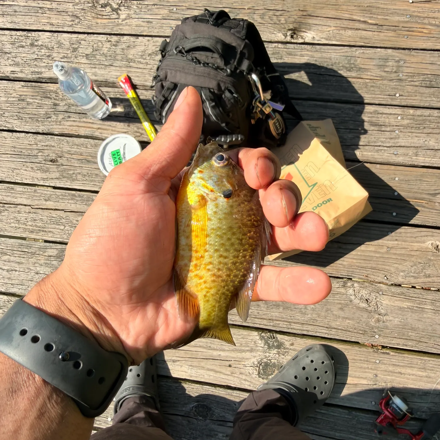 recently logged catches