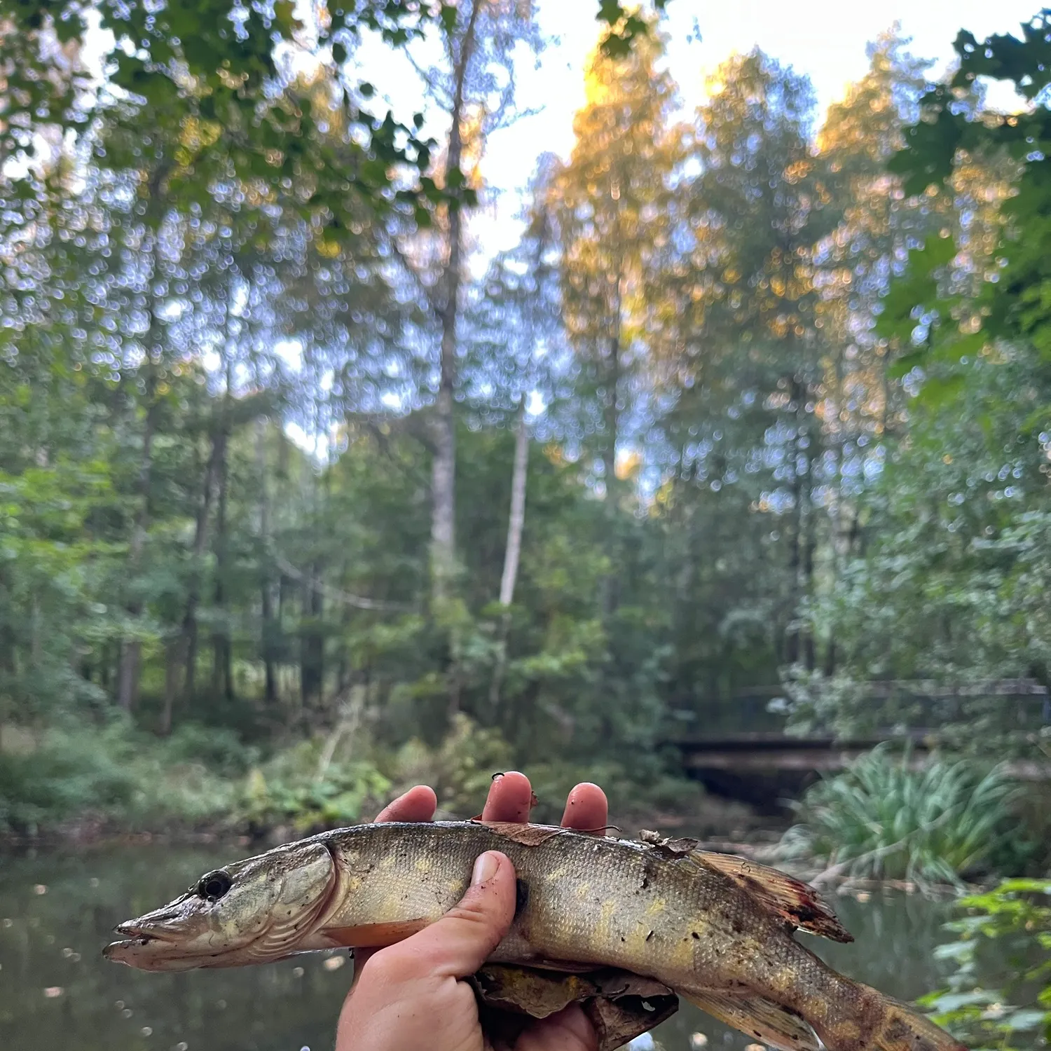 Northern pike caught on Fishbrain