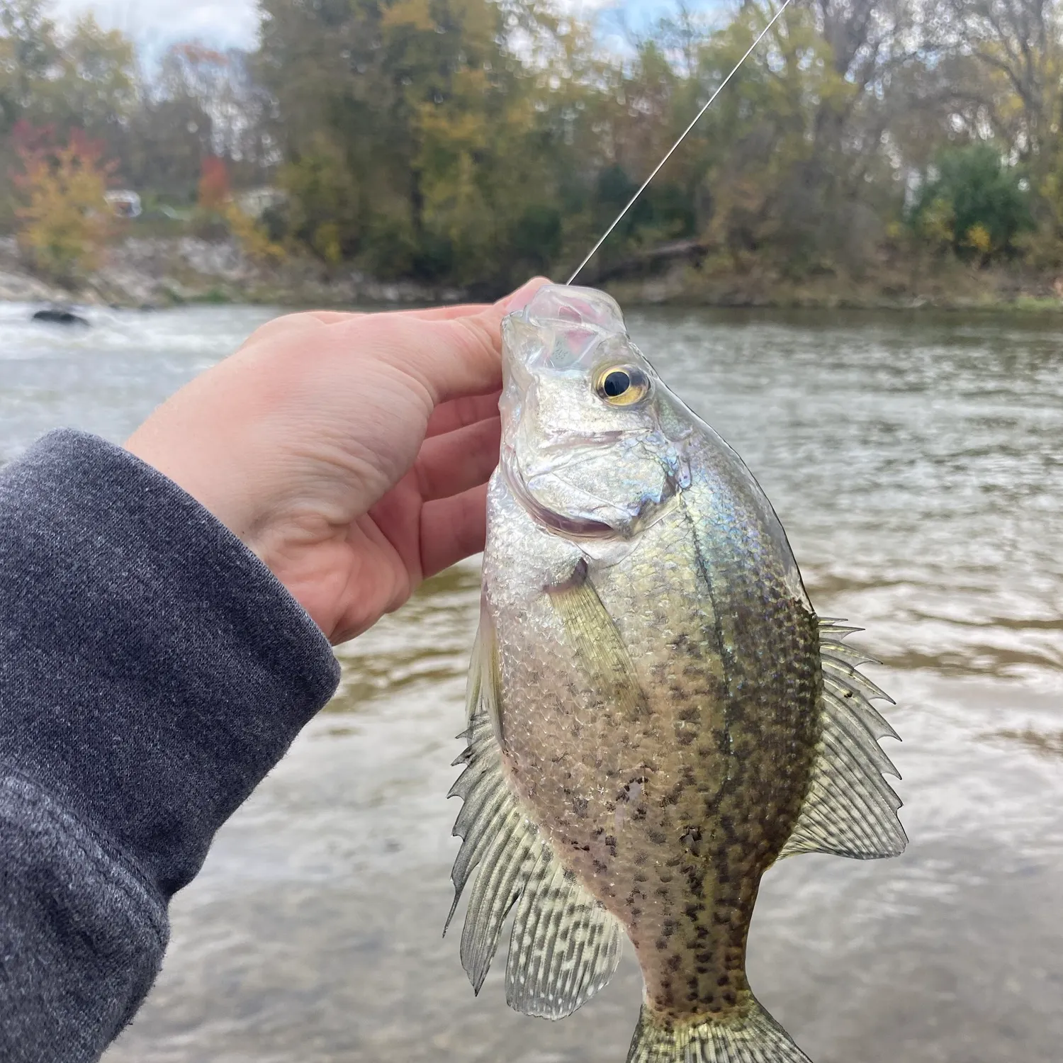Black crappie caught on Fishbrain