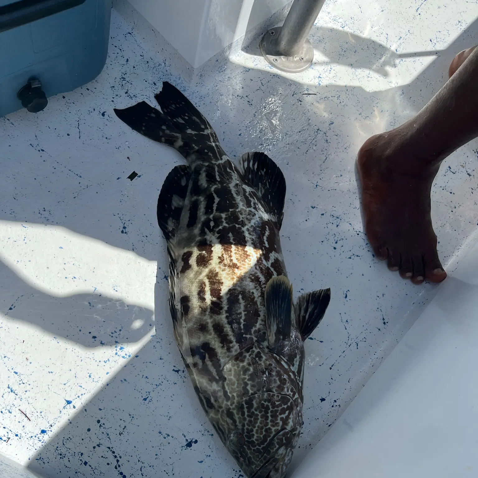 The most recent Black grouper catches on Fishbrain