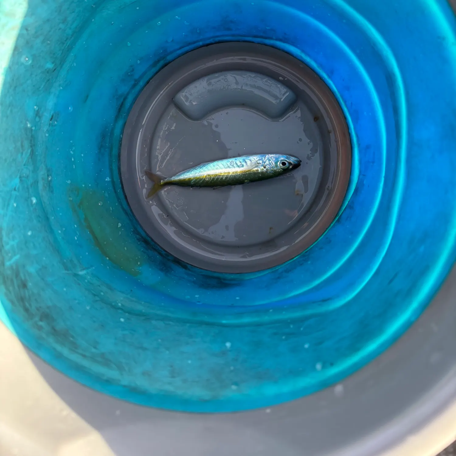 The most recent Yellowtail horse mackerel catches on Fishbrain