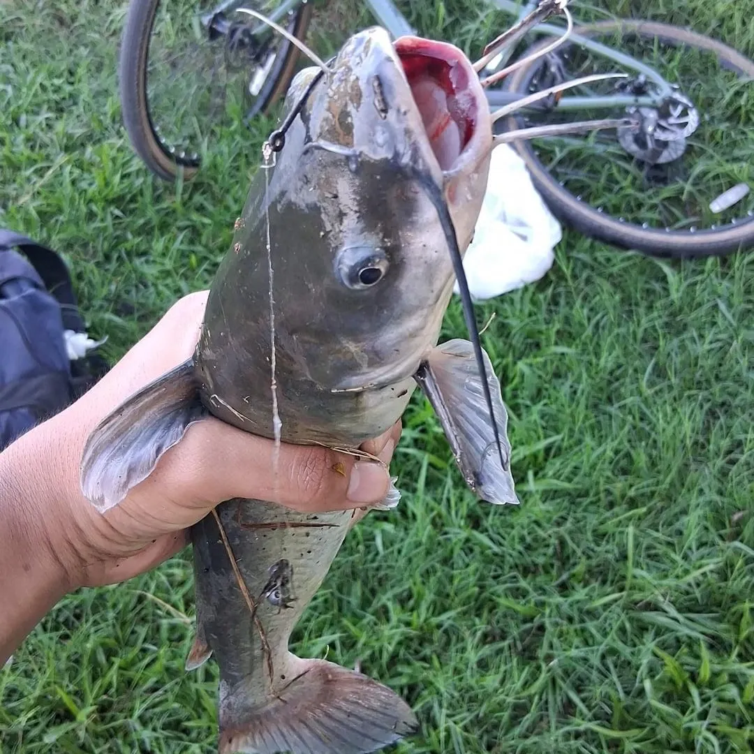 Channel catfish caught on Fishbrain
