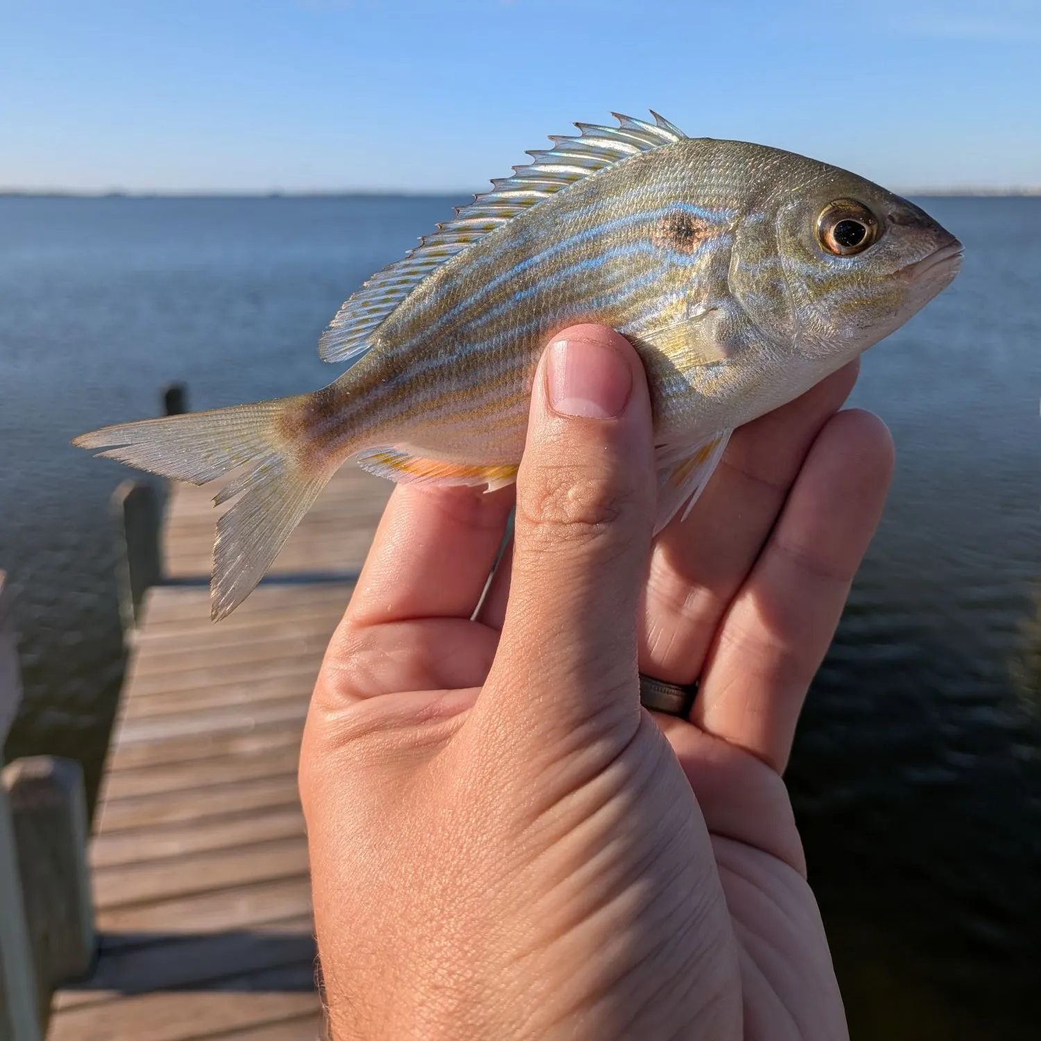Pinfish caught on Fishbrain