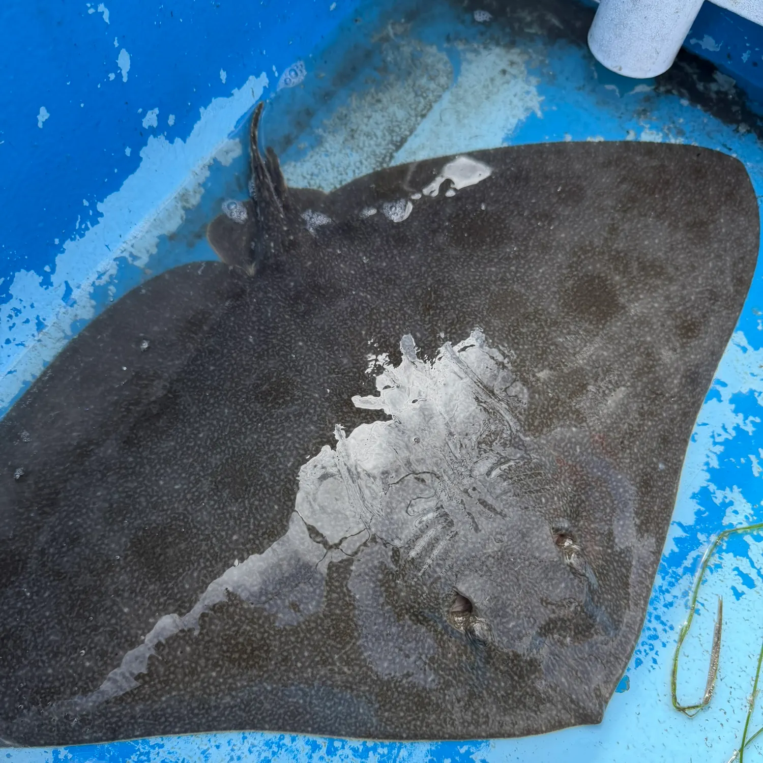 The most recent Backwater butterfly ray catches on Fishbrain