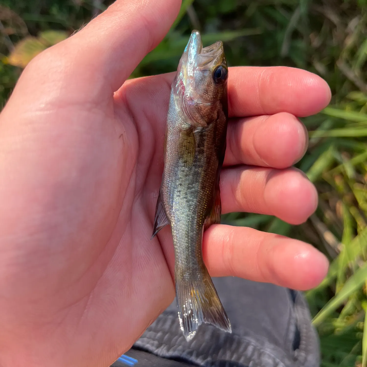 angler catch