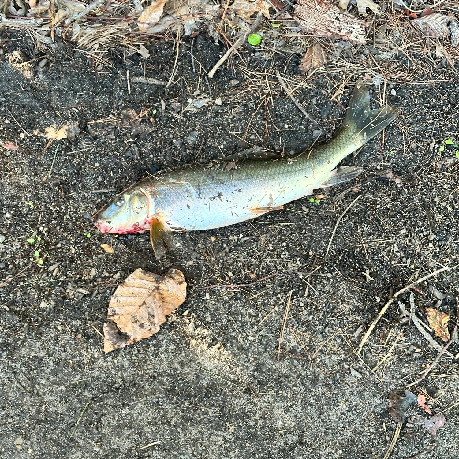 White sucker caught on Fishbrain