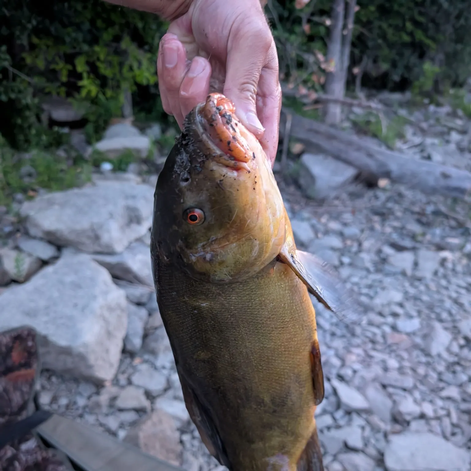 catch