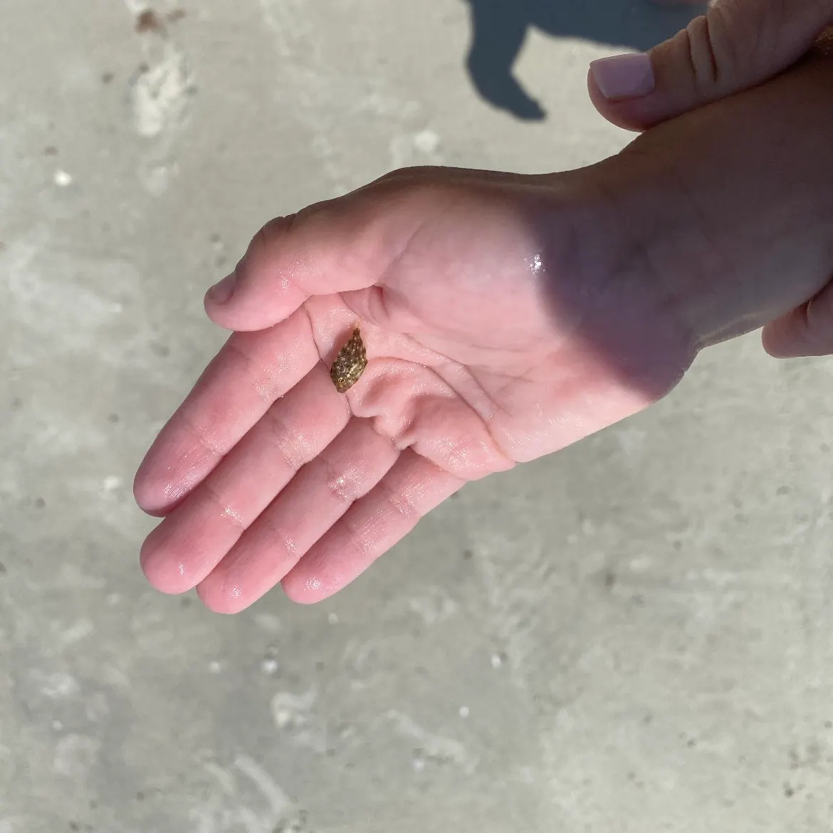 The most recent Scrawled filefish catches on Fishbrain