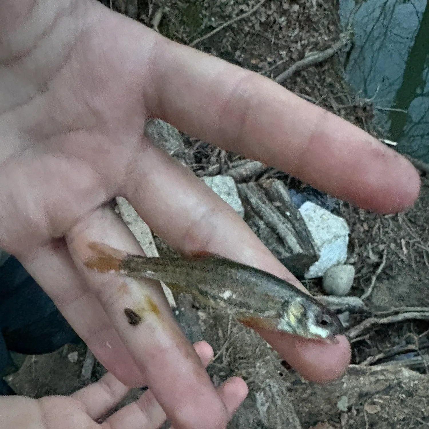 The most recent Eurasian minnow catches on Fishbrain
