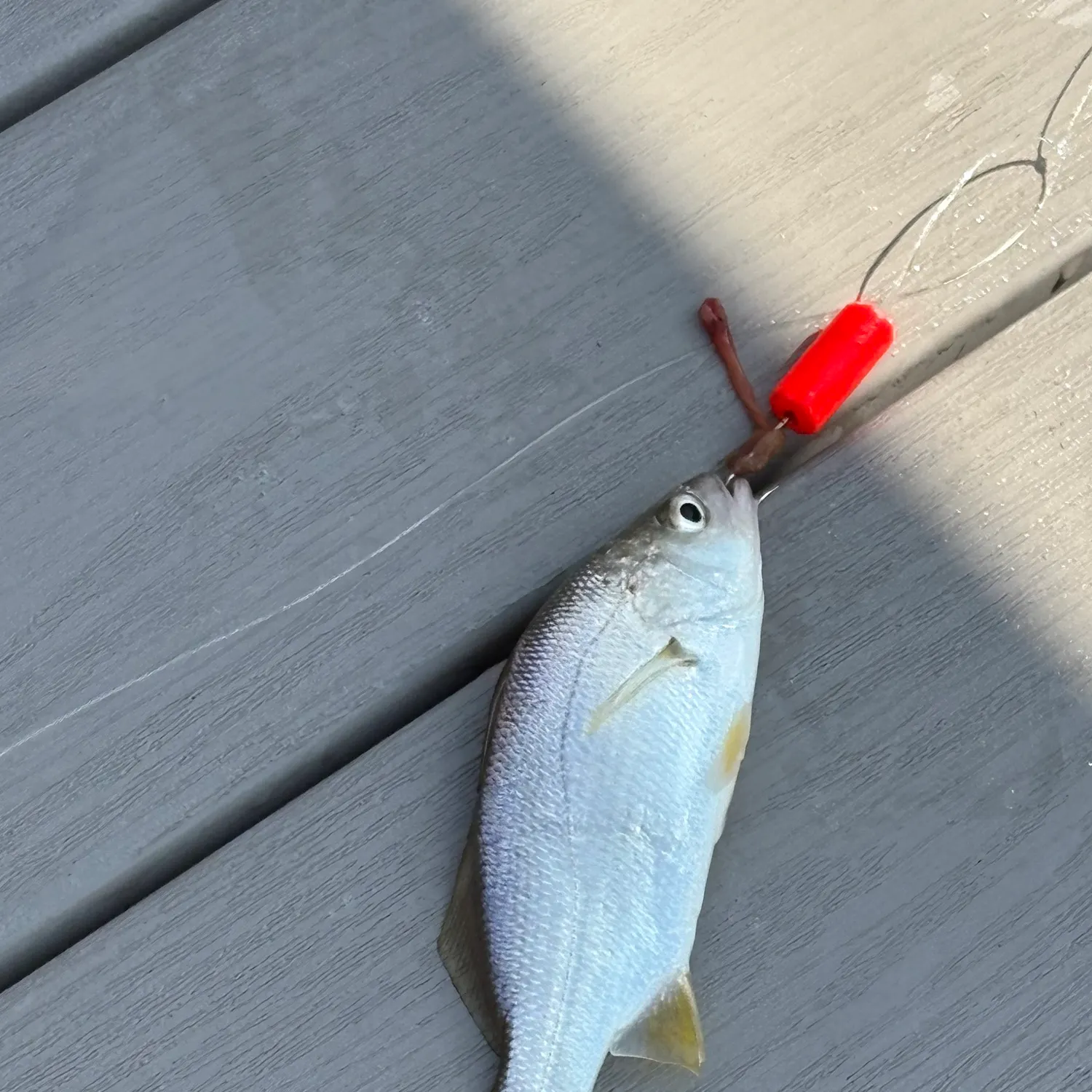 Silver perch caught on Fishbrain