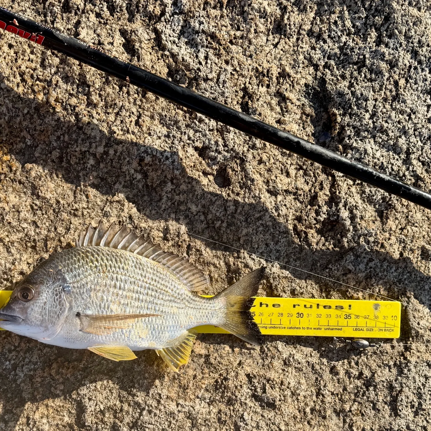 Surf bream caught on Fishbrain