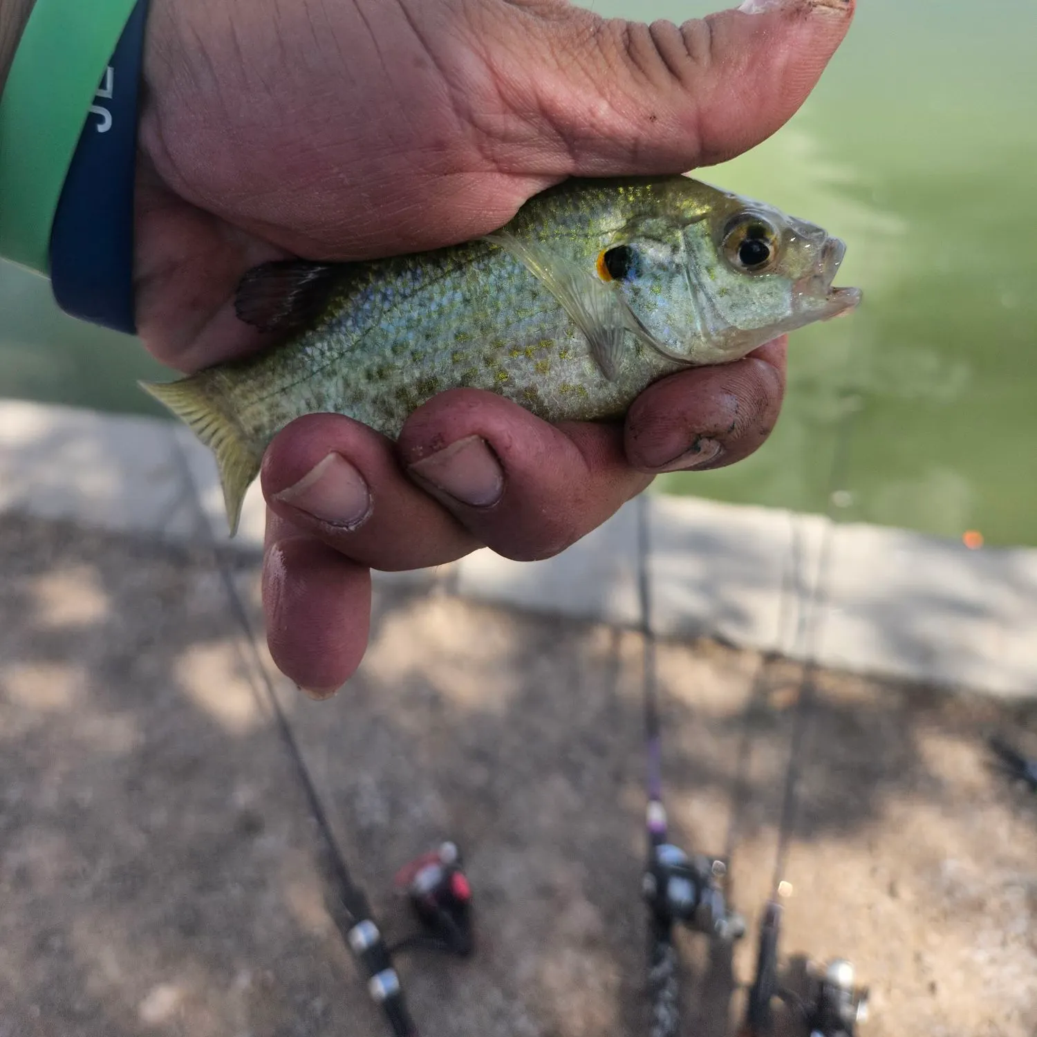 Bluegill caught on Fishbrain