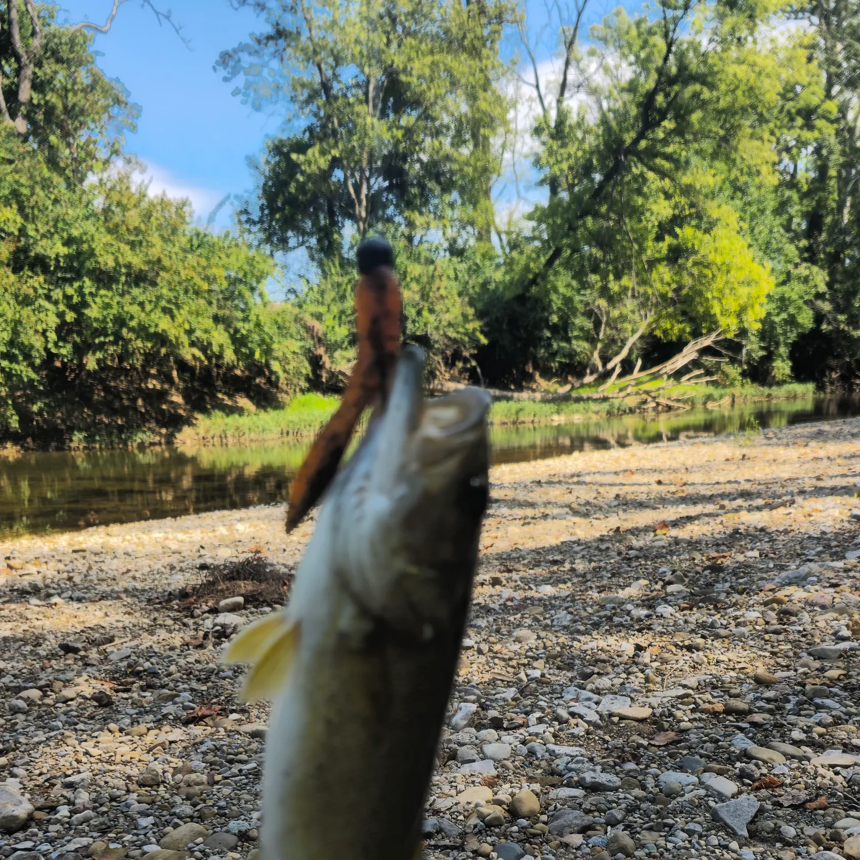 Smallmouth bass caught on Fishbrain