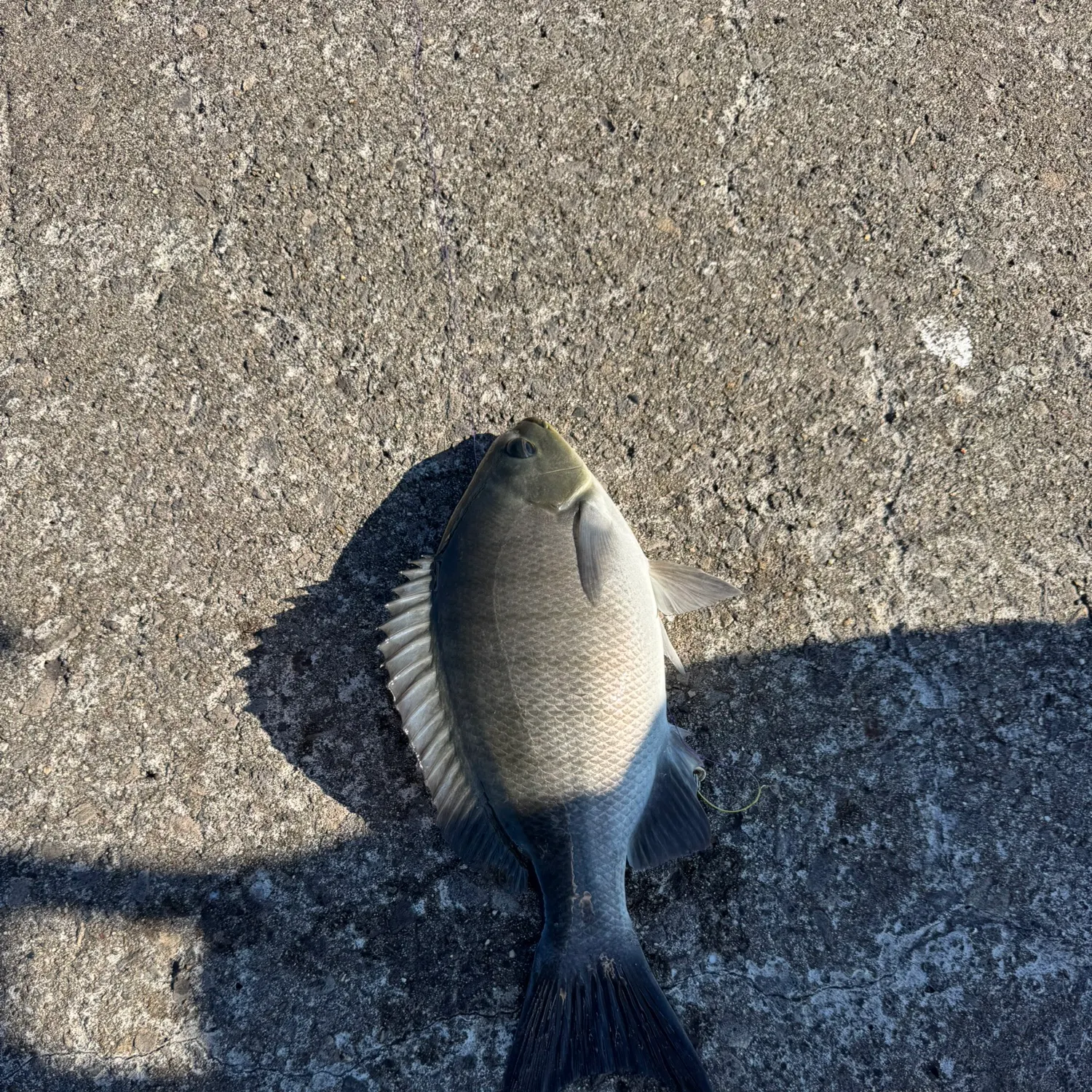 The most recent Luderick catches on Fishbrain