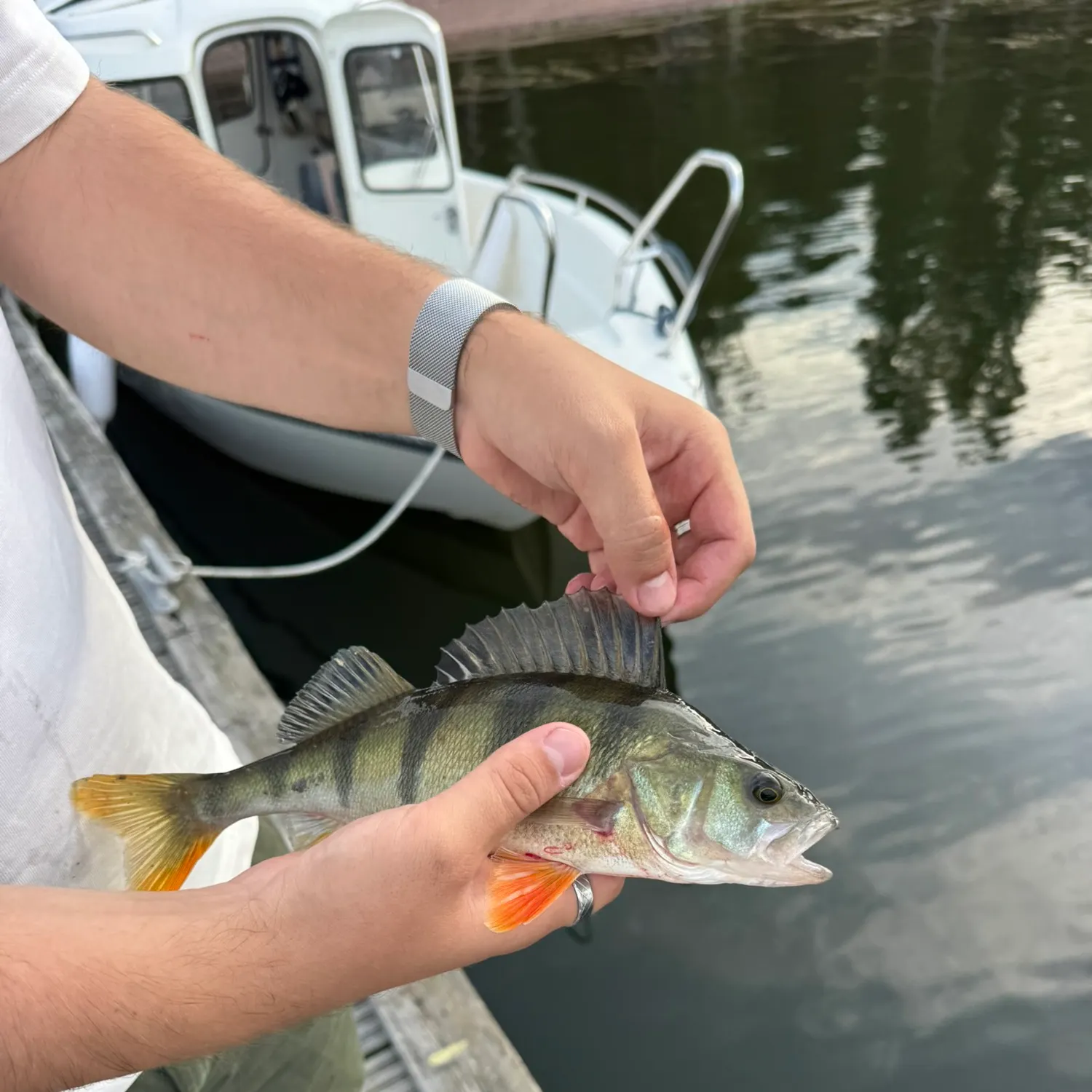 European perch caught on Fishbrain