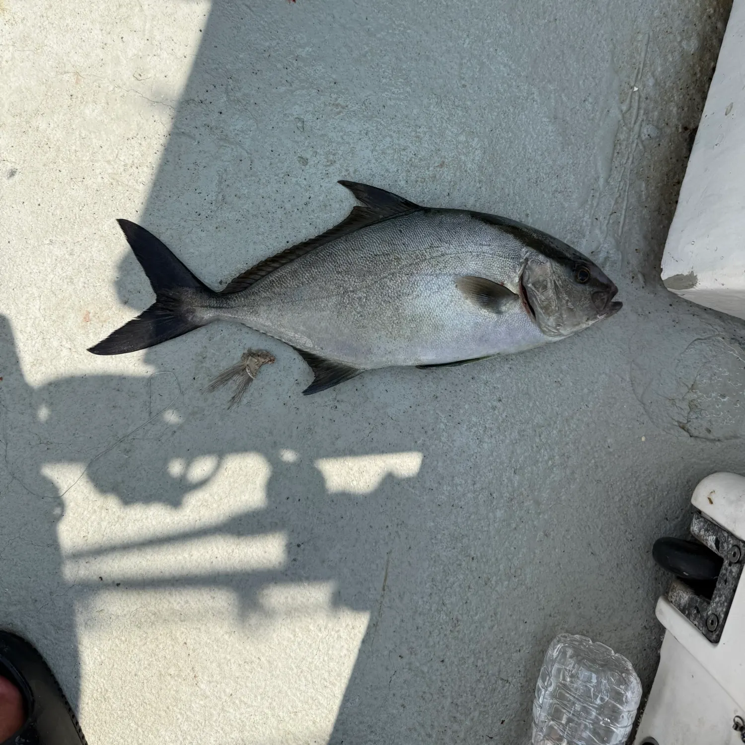 The most recent Almaco jack catches on Fishbrain