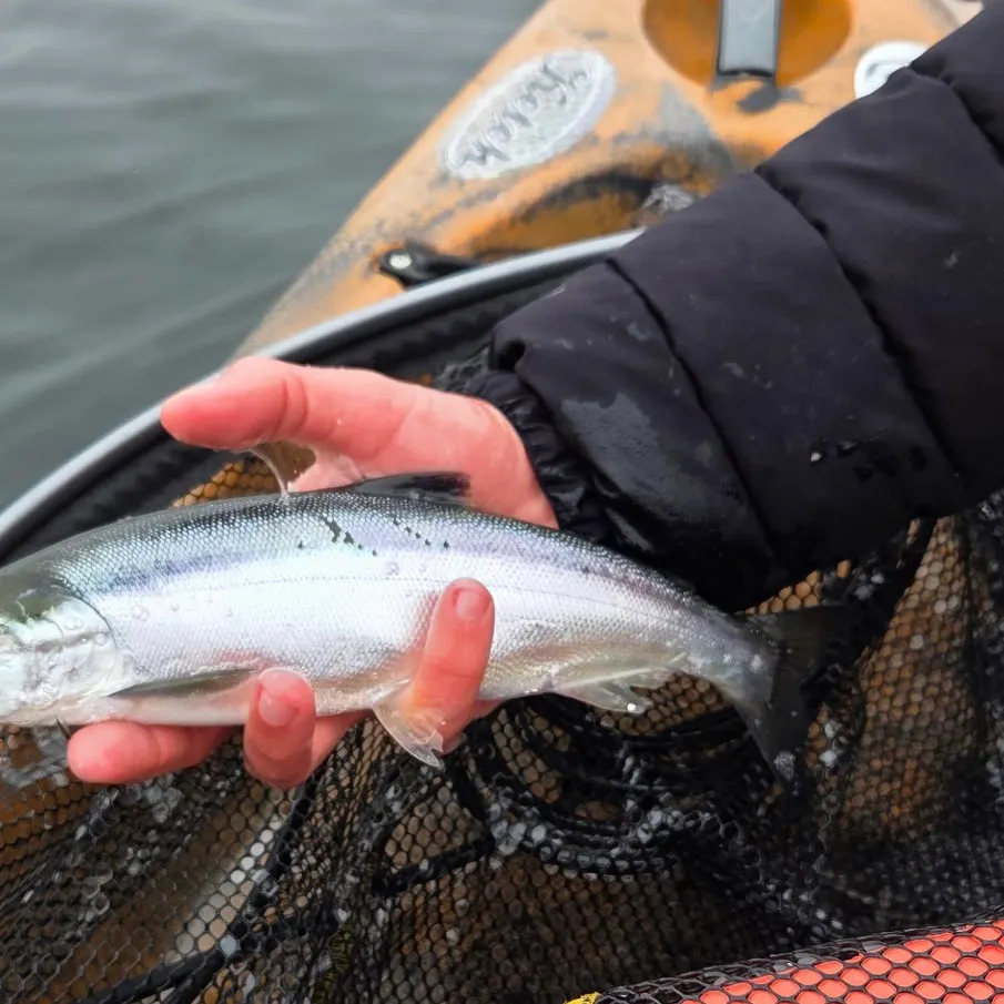 The most recent Kokanee salmon catches on Fishbrain