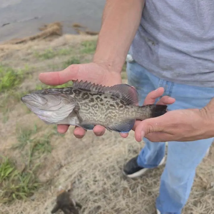 Gag grouper caught on Fishbrain