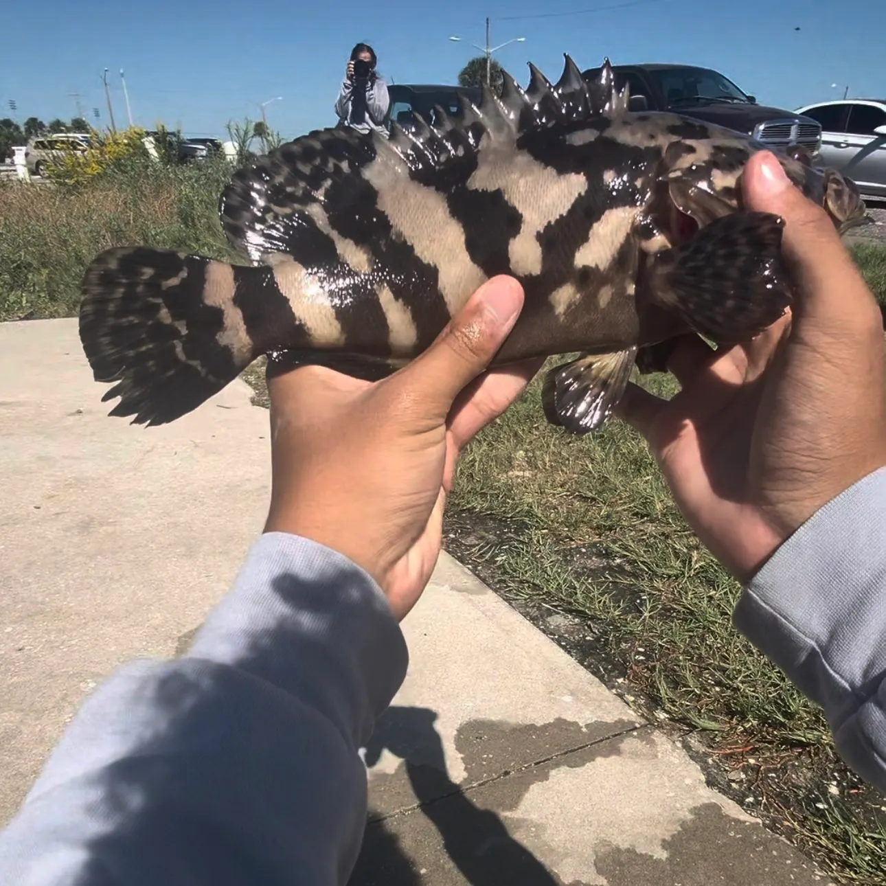 Atlantic goliath grouper caught on Fishbrain