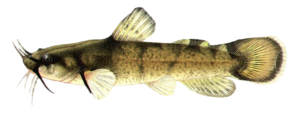 Brindled madtom