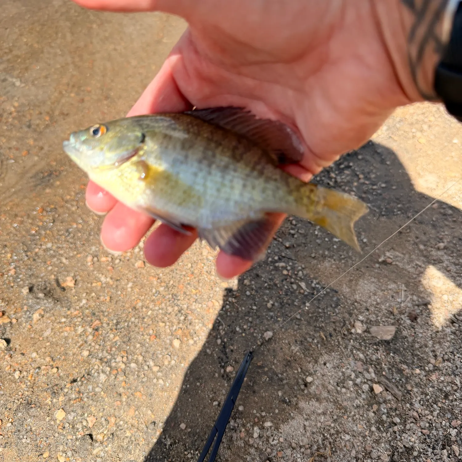 Bluegill caught on Fishbrain