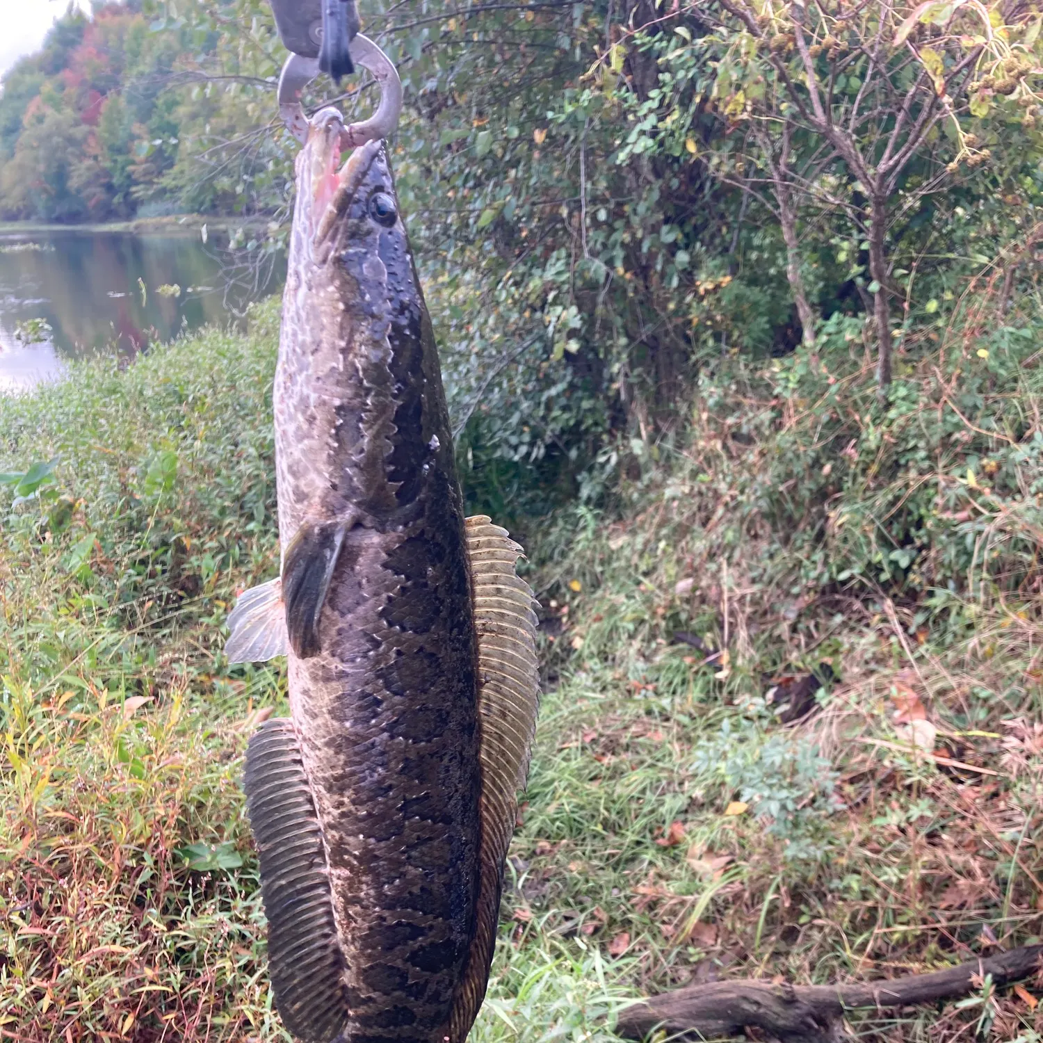 Fish caught on Fishbrain