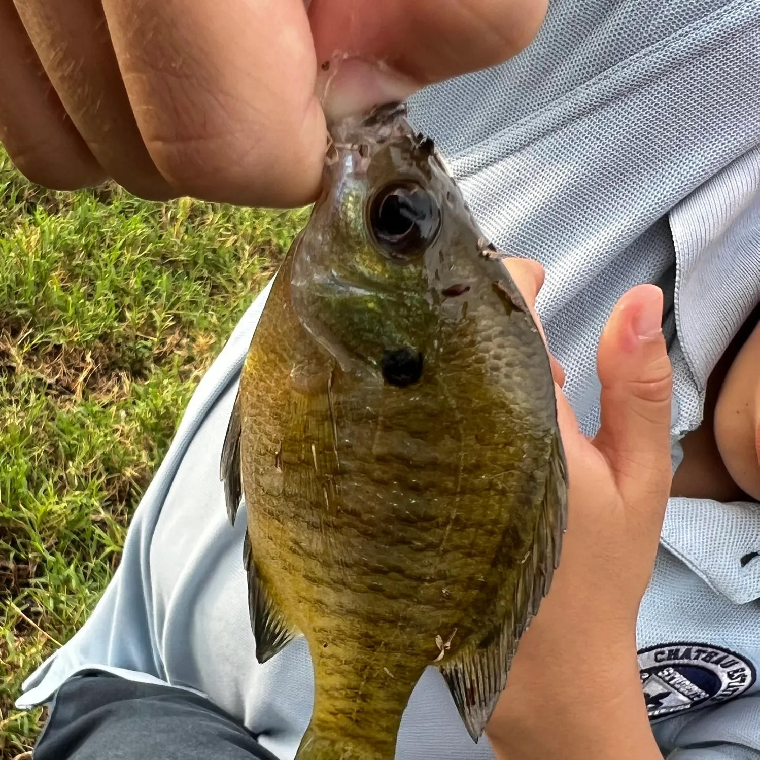 Bluegill caught on Fishbrain