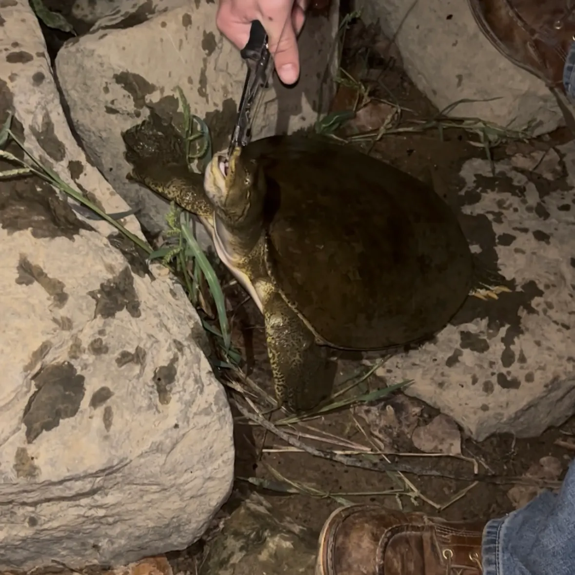 Smooth softshell turtle caught on Fishbrain