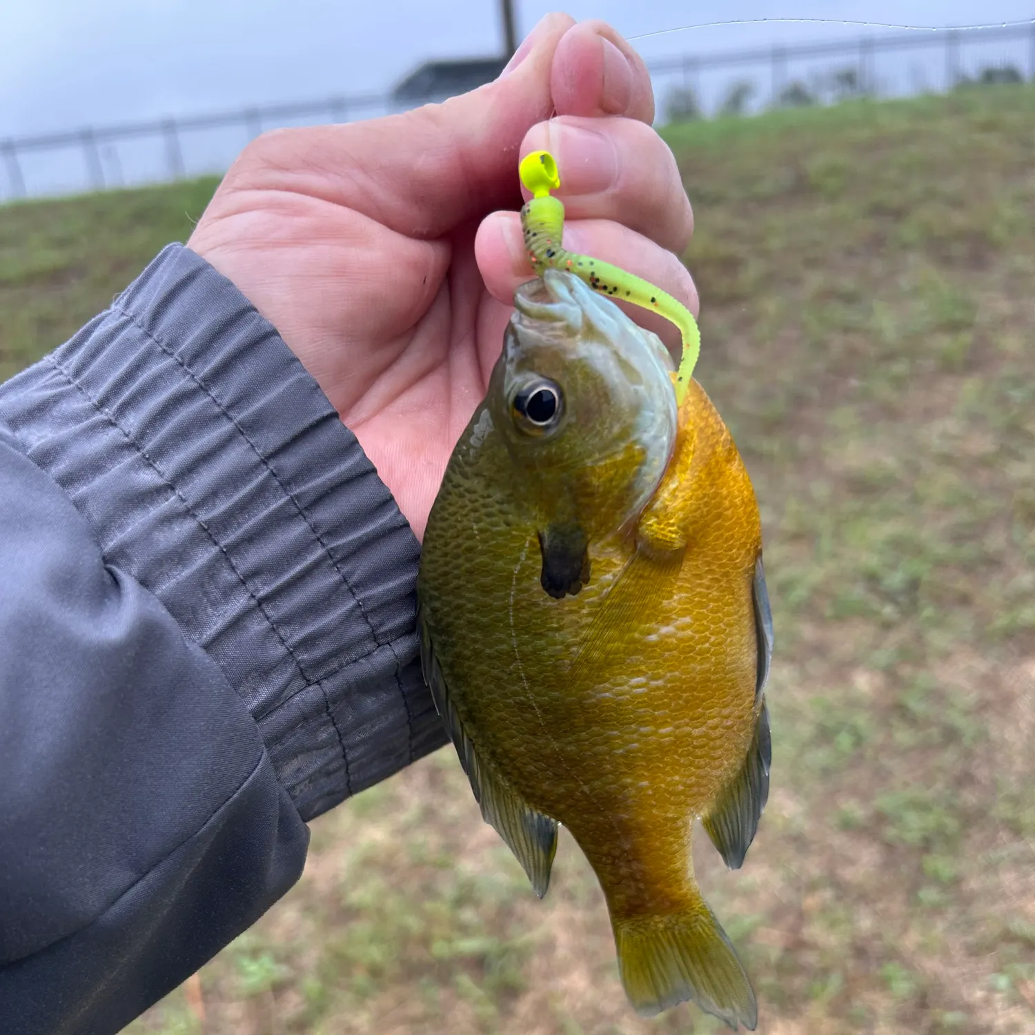 Greengill hybrid caught on Fishbrain