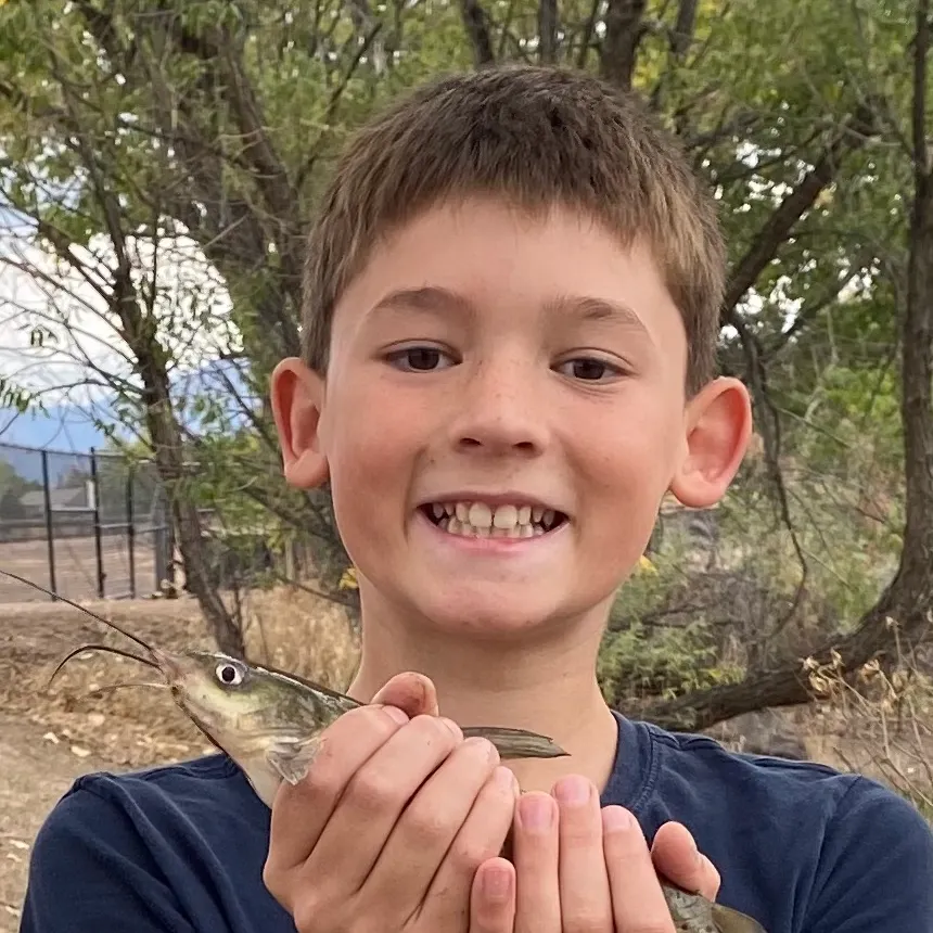 Channel catfish caught on Fishbrain