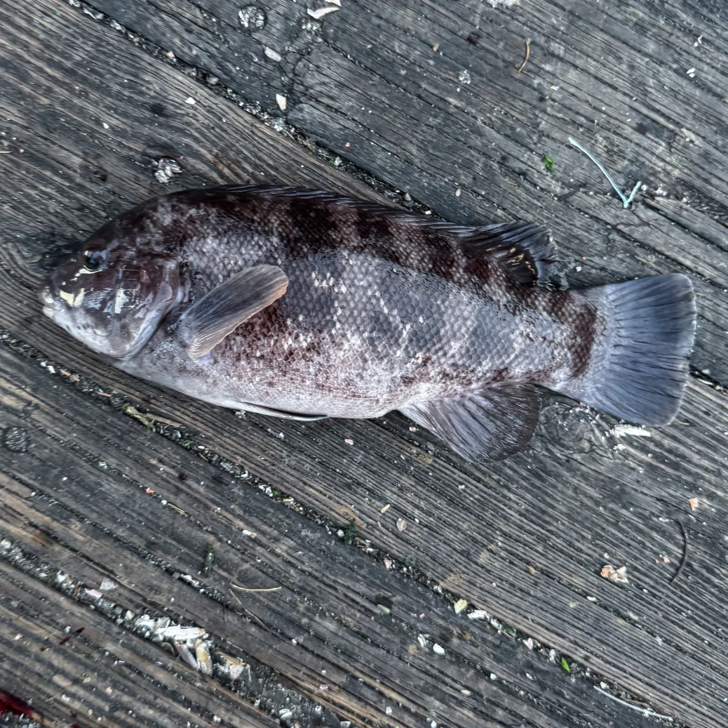 Tautog caught on Fishbrain