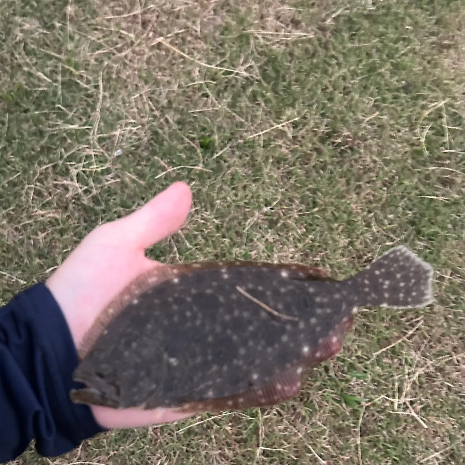 Summer flounder caught on Fishbrain