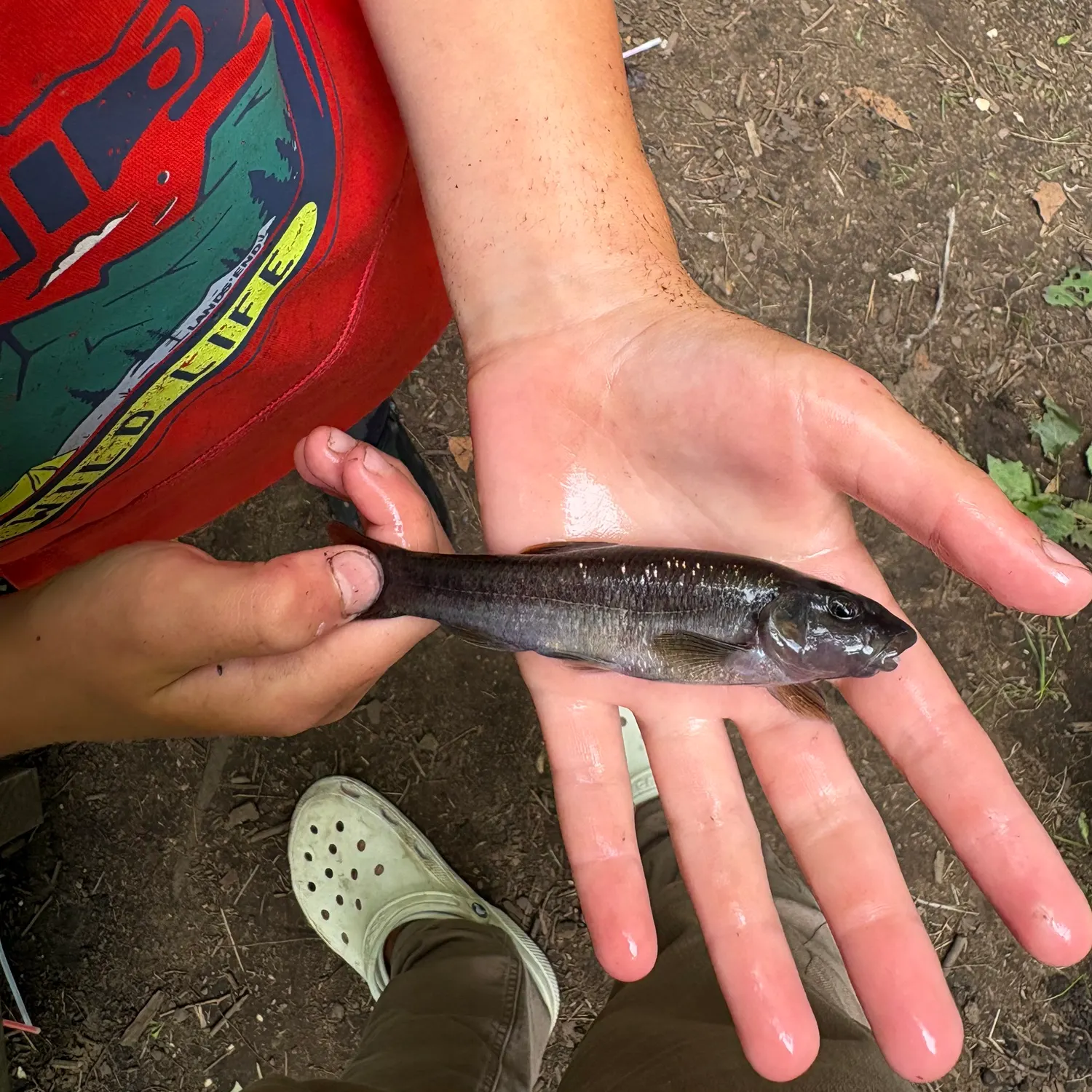 Cutlips minnow caught on Fishbrain